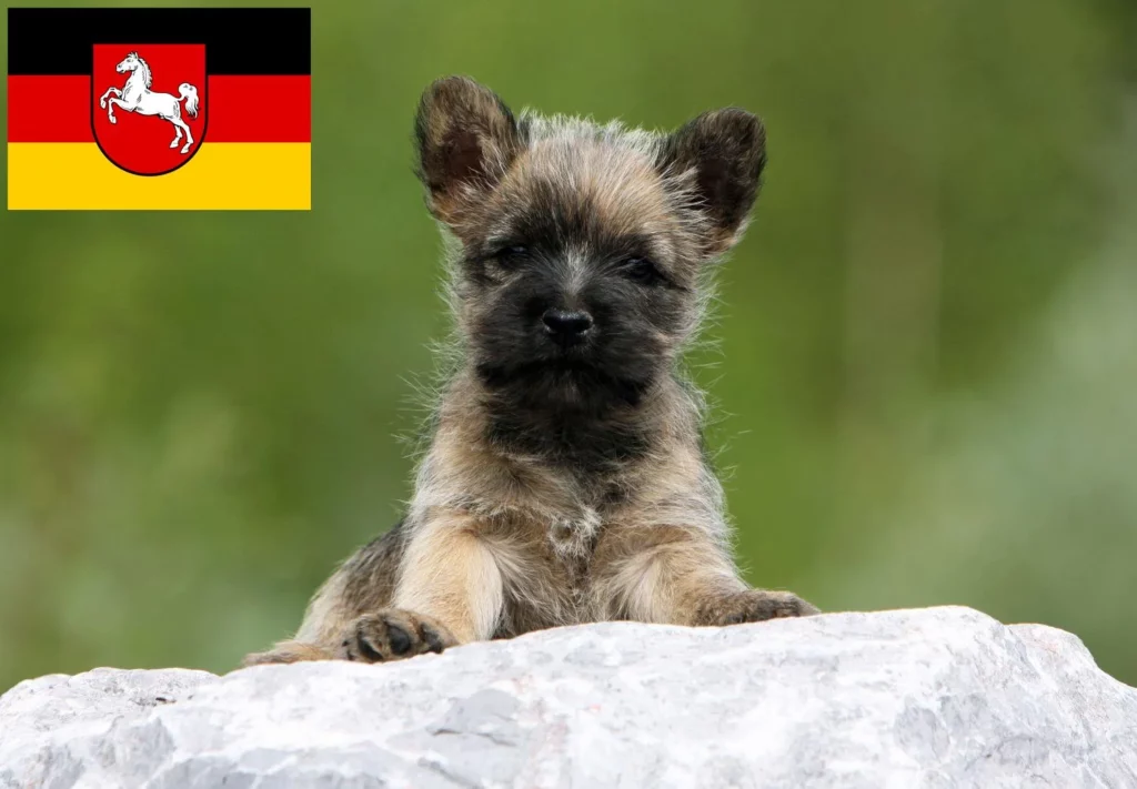 Cairn Terrier Züchter mit Welpen Niedersachsen