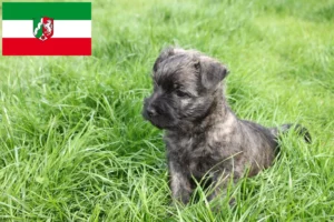 Read more about the article Cairn Terrier Züchter und Welpen in Nordrhein-Westfalen