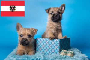 Read more about the article Cairn Terrier Züchter und Welpen in Österreich