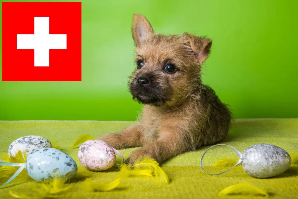 Cairn Terrier Züchter mit Welpen Schweiz