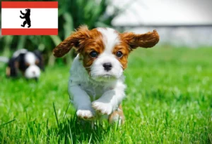 Read more about the article Cavalier King Charles Spaniel Züchter und Welpen in Berlin