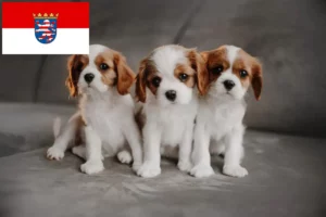 Read more about the article Cavalier King Charles Spaniel Züchter und Welpen in Hessen