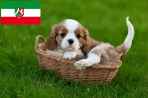 Read more about the article Cavalier King Charles Spaniel Züchter und Welpen in Nordrhein-Westfalen