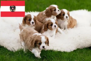 Read more about the article Cavalier King Charles Spaniel Züchter und Welpen in Österreich