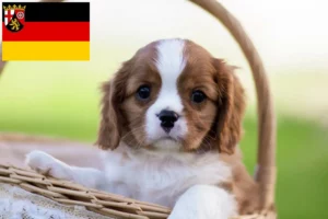 Read more about the article Cavalier King Charles Spaniel Züchter und Welpen in Rheinland-Pfalz