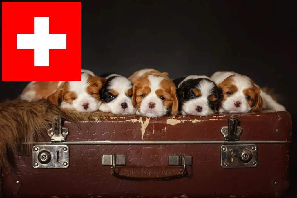 Cavalier King Charles Spaniel Züchter mit Welpen Schweiz