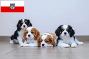 Read more about the article Cavalier King Charles Spaniel Züchter und Welpen in Thüringen