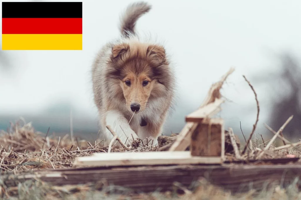 Collie Züchter mit Welpen Deutschland