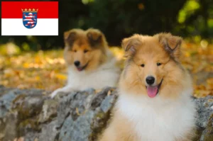 Read more about the article Collie Züchter und Welpen in Hessen