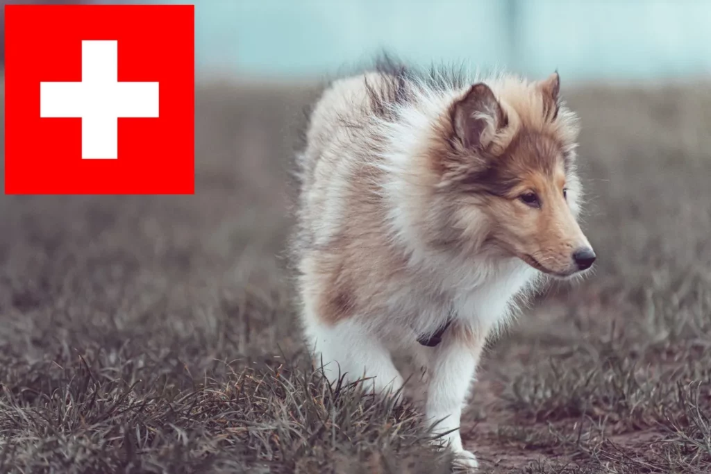 Collie Züchter mit Welpen Schweiz