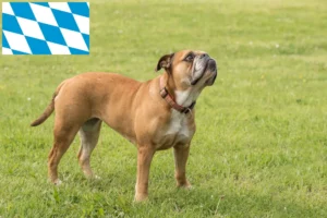 Read more about the article Continental Bulldog Züchter und Welpen in Bayern