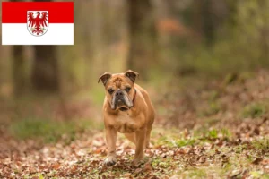 Read more about the article Continental Bulldog Züchter und Welpen in Brandenburg