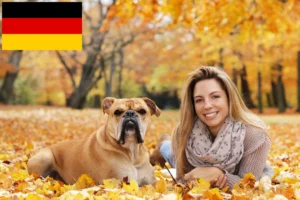 Read more about the article Continental Bulldog Züchter und Welpen in Deutschland