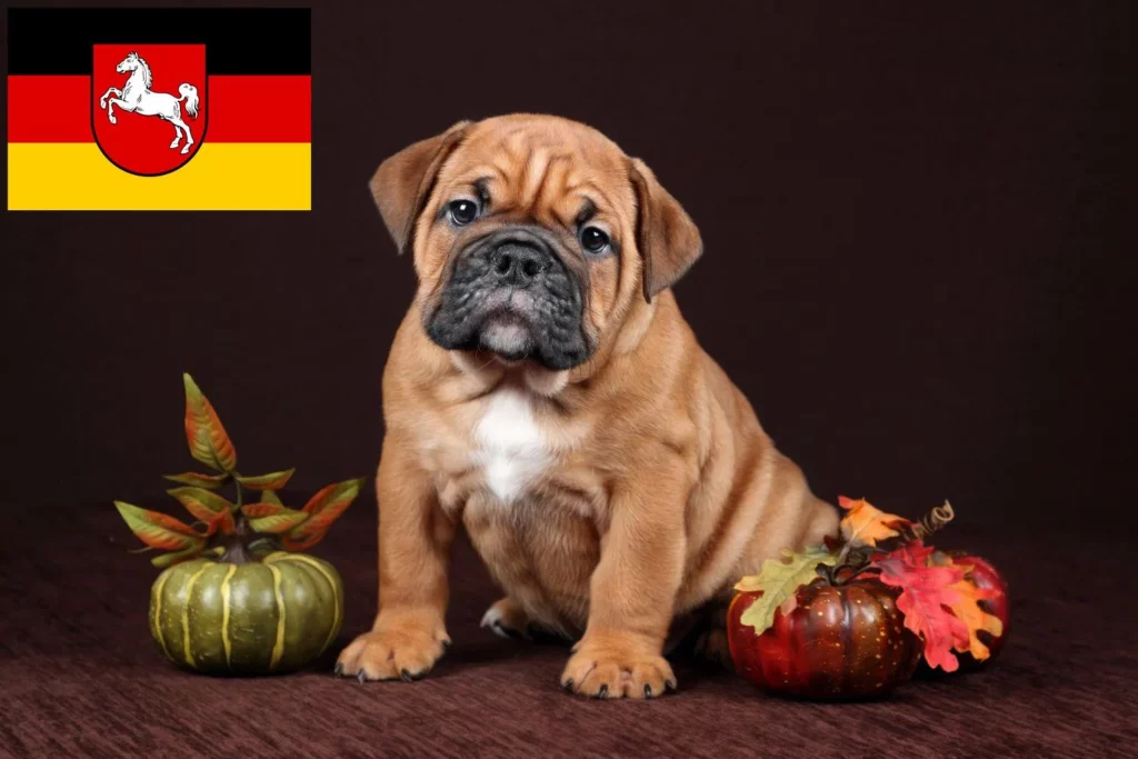 Continental Bulldog Züchter mit Welpen Niedersachsen