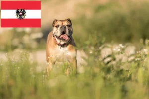 Read more about the article Continental Bulldog Züchter und Welpen in Österreich