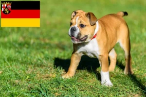 Read more about the article Continental Bulldog Züchter und Welpen in Rheinland-Pfalz
