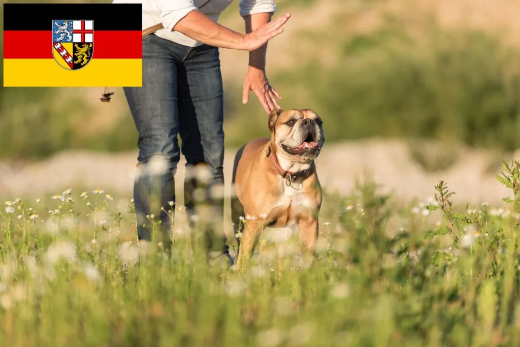 Continental Bulldog Züchter mit Welpen Saarland