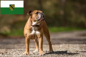 Read more about the article Continental Bulldog Züchter und Welpen in Sachsen