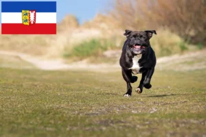 Read more about the article Continental Bulldog Züchter und Welpen in Schleswig-Holstein