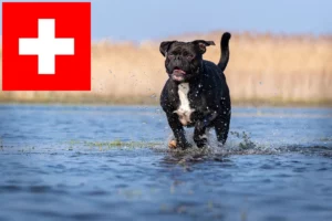 Read more about the article Continental Bulldog Züchter und Welpen in der Schweiz