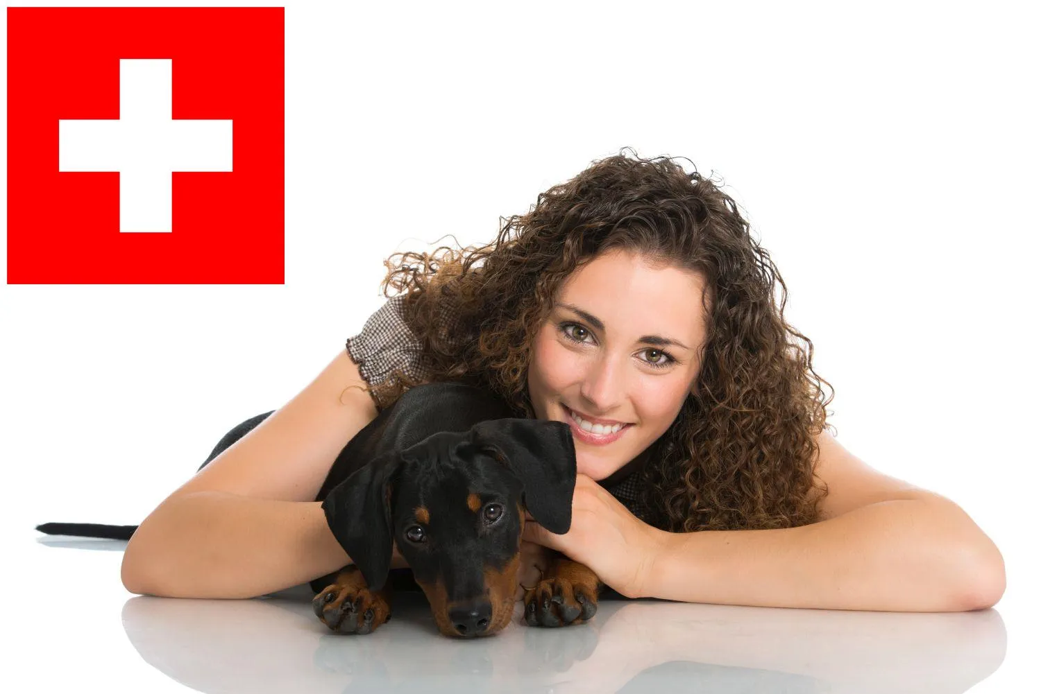 Deutscher Pinscher Züchter und Welpen in der Schweiz Dog.de