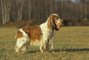 Cocker Spaniel auf Wiese vor einem Wald.