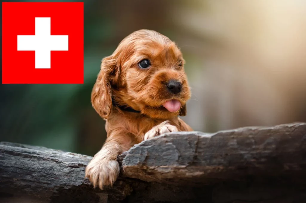 English Cocker Spaniel Züchter mit Welpen Schweiz