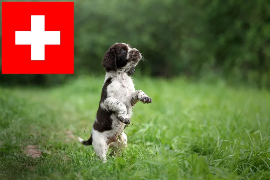 English Springer Spaniel Züchter mit Welpen Schweiz