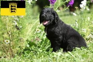 Read more about the article Flat Coated Retriever Züchter und Welpen in Baden-Württemberg