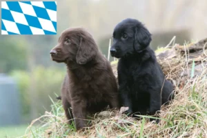 Read more about the article Flat Coated Retriever Züchter und Welpen in Bayern