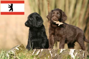 Read more about the article Flat Coated Retriever Züchter und Welpen in Berlin