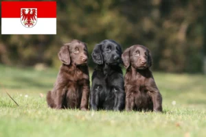 Read more about the article Flat Coated Retriever Züchter und Welpen in Brandenburg