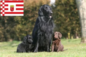 Read more about the article Flat Coated Retriever Züchter und Welpen in Bremen