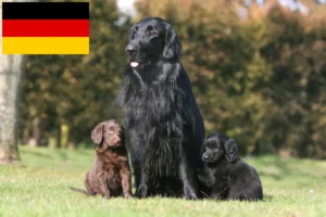 Read more about the article Flat Coated Retriever Züchter und Welpen in Deutschland