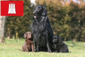 Read more about the article Flat Coated Retriever Züchter und Welpen in Hamburg
