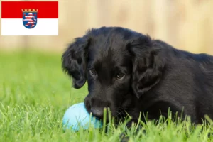 Read more about the article Flat Coated Retriever Züchter und Welpen in Hessen