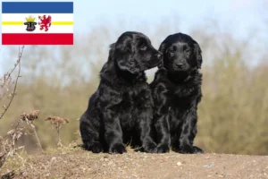 Read more about the article Flat Coated Retriever Züchter und Welpen in Mecklenburg-Vorpommern