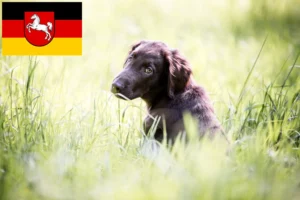 Read more about the article Flat Coated Retriever Züchter und Welpen in Niedersachsen