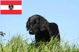 Read more about the article Flat Coated Retriever Züchter und Welpen in Österreich