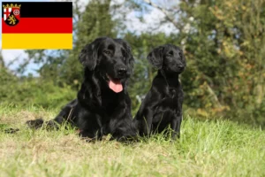 Read more about the article Flat Coated Retriever Züchter und Welpen in Rheinland-Pfalz