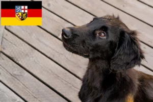 Read more about the article Flat Coated Retriever Züchter und Welpen im Saarland