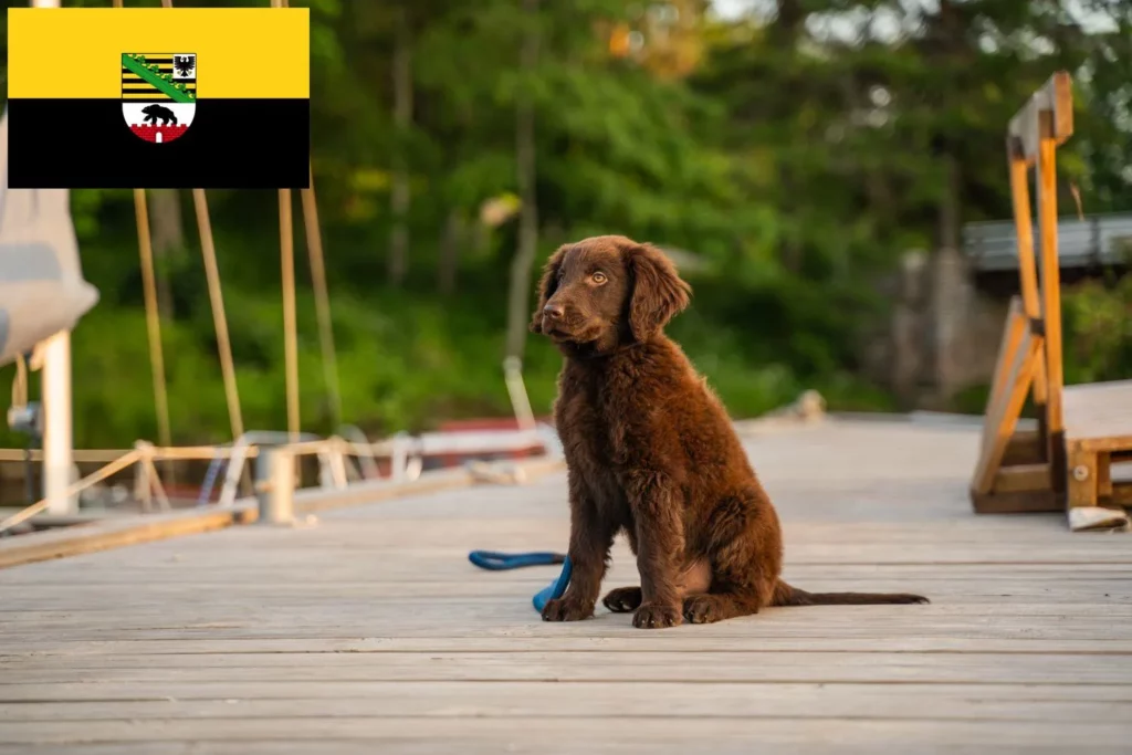 Flat Coated Retriever Züchter mit Welpen Sachsen-Anhalt