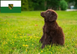 Read more about the article Flat Coated Retriever Züchter und Welpen in Sachsen
