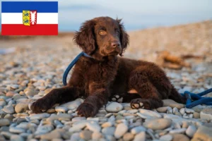 Read more about the article Flat Coated Retriever Züchter und Welpen in Schleswig-Holstein