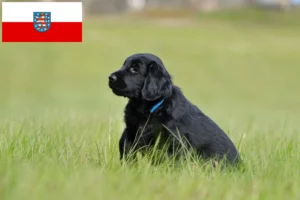 Read more about the article Flat Coated Retriever Züchter und Welpen in Thüringen