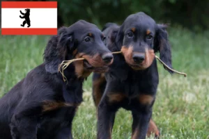 Read more about the article Gordon Setter Züchter und Welpen in Berlin