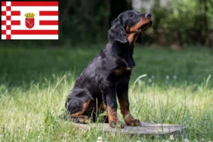 Read more about the article Gordon Setter Züchter und Welpen in Bremen