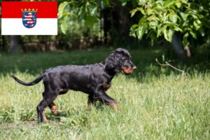 Read more about the article Gordon Setter Züchter und Welpen in Hessen