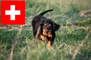 Read more about the article Gordon Setter Züchter und Welpen in der Schweiz