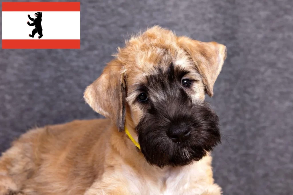 Irish Soft Coated Wheaten Terrier Züchter mit Welpen Berlin